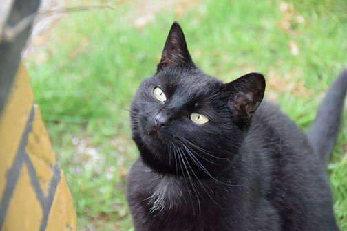 Auch Katze "Pinsel" freut sich über ihr Gemälde