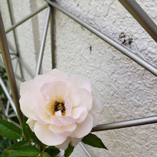 今日、庭に咲いてたバラ