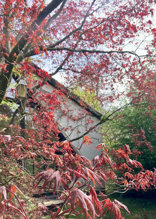 Rot blühender Ahornbaum und Seminarhaus der Grube Louise im Westerwald