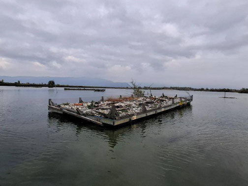 Bildquelle: Naturschutzverein Rheindelta