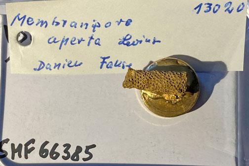Senckenberg, Bryozoa, Bryozoen, Moostierchen, Sammlung Voigt
