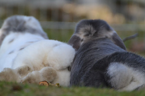 Kaninchen brauchen mind. ein Partnertier.