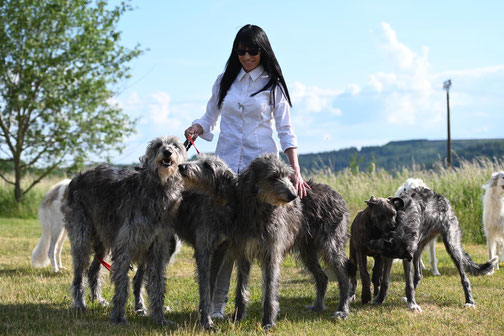 FCI Barsoi und Deerhound Zucht in Deutschland..., Barsois & Deerhounds mit DWZRV Ahnentafeln..., Windhunde mit Charme-unsere Barsois und Scottish Deerhounds!