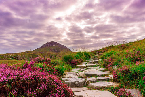 Stein Weg, Berg und violette Blumen | Link: Aura Reading | Sensitive Beratung