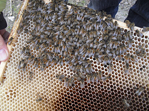 Bienen sitzen tot auf der Wabe.
