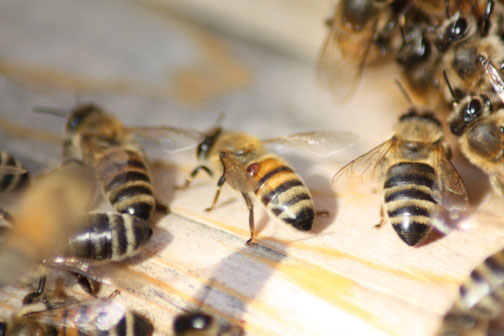 Der braune Punkt auf dem Hinterleib der Biene in der Mitte ist eine Varroa Milbe, die von der Biene in eine Brutwabe gelangt, dort vermehrt sie sich und schädigt die Bienenlarve...