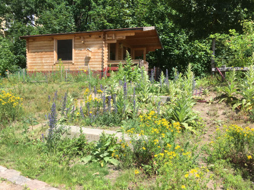 Blütenpracht an der Bienenhütte, mit Johanniskraut, Blauem Nattenrkopf und Königskerzen.
