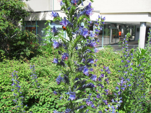 Blauer Natternkopf (Echium vulgare) ist eine beliebte Pollen und Nektarquelle für Bienen.