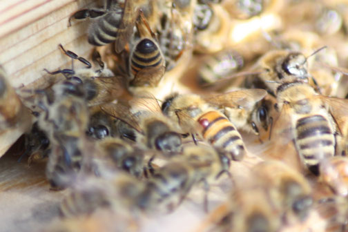 ... die jungen Varroa-Milben steigen dann wieder auf neue Bienen und befallen weitere Brutwaben. So kann das Bienenvolk dermaßen geschwächt werden, dass es den Winter nicht übersteht.