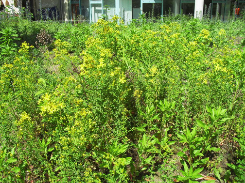 Johanniskraut (Hypericum perforatum) ist besonders bei Hummeln als Nahrungsquelle beliebt.
