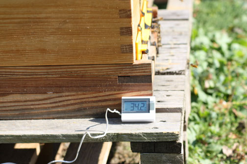 Schon jetzt ist es im Bienenstock zehn grad wärmer als draußen!