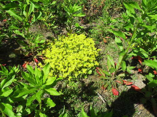 Mauerpfeffer (Sedum arce) ist typisch für trockene Rasen und Wegränder.