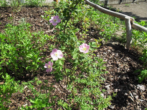 Hundsrosen (Rosa canina) wurden als ergiebiege Nahrungsquelle für Bienen in die Bienenhecke gepflanzt.