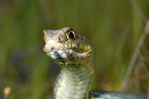 Östliche Eidechsennatter (Malpolon insignitus), Thrakien Schlange Natter Reptilien Griechenland