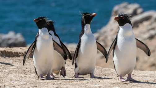 Pinguine auf den Falklandinseln