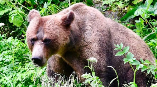 Ein Braunbär in Petersburg