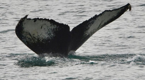 Ein Buckelwal hebt seine Flosse auf Elfin Cove in Alaska