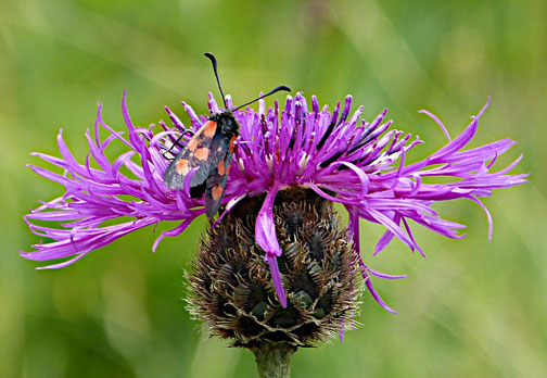 Skabiosen Flockenblume - Beilfleck Widderchen (August 2019)