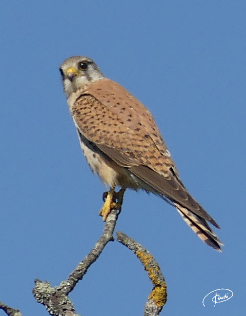 Turmfalke (Mai 2024 Weil im Schönbuch)