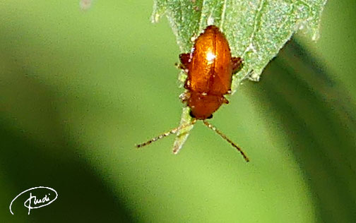 Blattkäfer - Neocrepidodera fermginea ( Schönbuch August 2022)