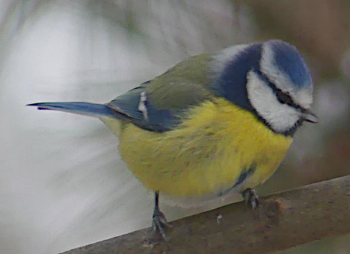 Blaumeise (Januar 2023, Weiler Hütte)