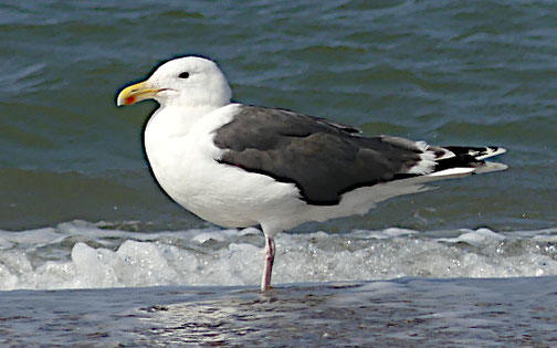 Heringsmöwe (August 2024, Harboore Vrist Strand - Dänemark)