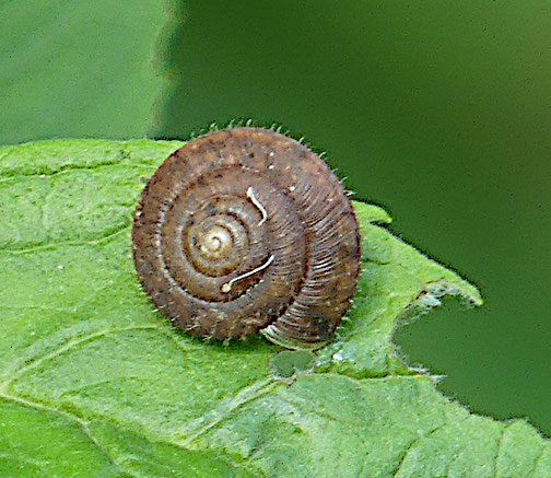 Gemeine Haarschnecke (Juni 2024 im Schönbuch)