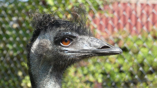 Frisch geföhnt - Nandu im Zoo Blavand, Dänemark (8/2022)