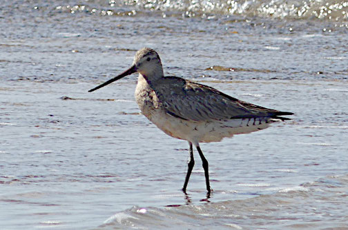 Pfuhlschnepfe (August 2024, Harboore Vrist Strand - Dänemark)