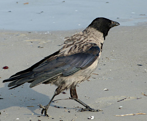 Nebelkrähe (Ostsee August 2021)