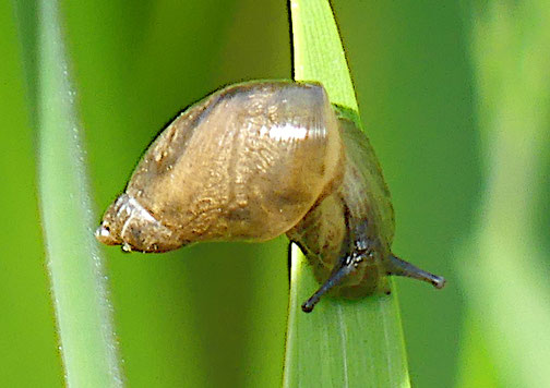 Bernsteinschnecke (Mai 2026, am Ochsenweiher im Schönbuch)