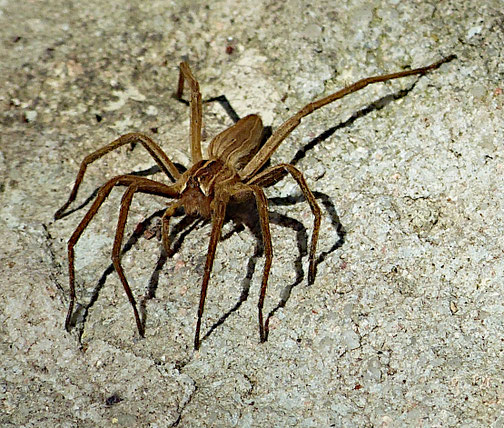 Listspinne (April 2021)