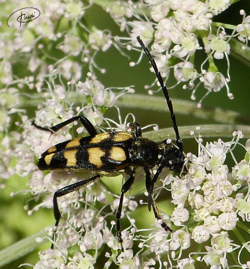 Leptura quadrifasciata - eine Bockkäfer Art  ( Schönbuch Juli 2018)