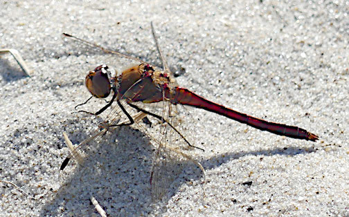 Blutrote Heidelibelle (August 2024, Harboore Vrist Strand - Dänemark)