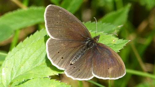 Brauner Waldvogel