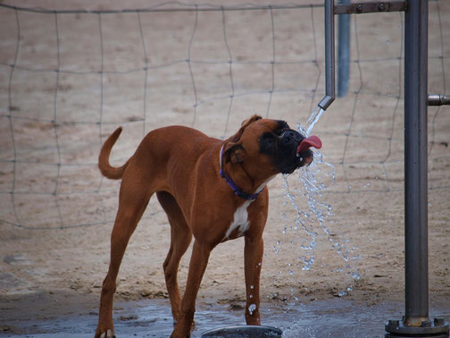 So schützen Sie Ihren Hund bei Hitze.