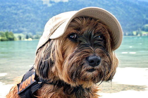 Urlaub mit Hund - Ein entspannter Urlaub mit Hund fängt schon bei der Planung und Buchung an.
