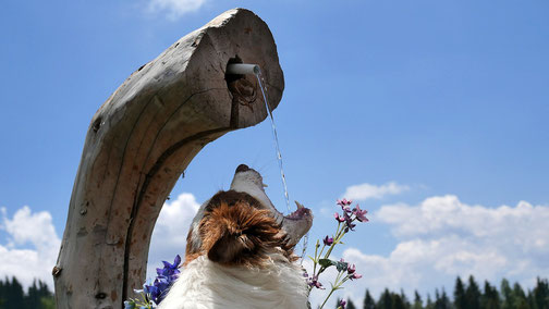 Urlaub mit Hund - Damit die An- und Abreise für Ihren Hund mit dem Auto möglichst angenehm ist, sollten Sie mehrere Zwischenstopps einplanen, damit Sie und Ihr Hund sich die Beine vertreten können.