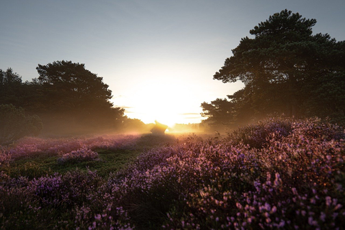 Freie Trauung, Lüneburger Heide, Freie Rednerin, Norddeutschland