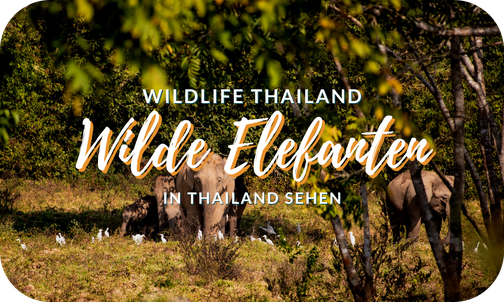 Wilde Elefanten in Thailand