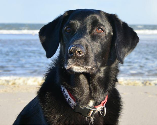 Fotovorlage für das Hundegemälde von V.Blume (privat)
