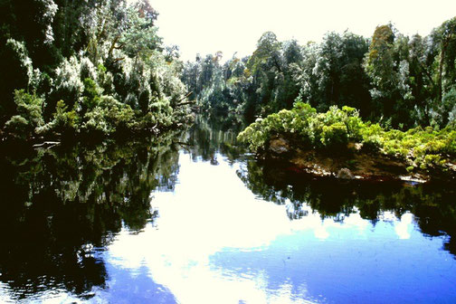 Naturwälder am Gordon River (Tasmanien) [© Foto: Dr. G. Strobel]