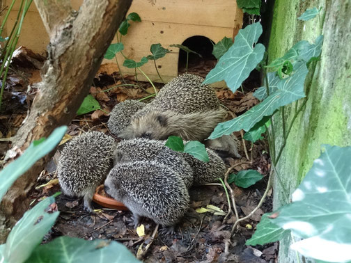 Foto: L. & J. Sklenar, Igel-Familie im Garten