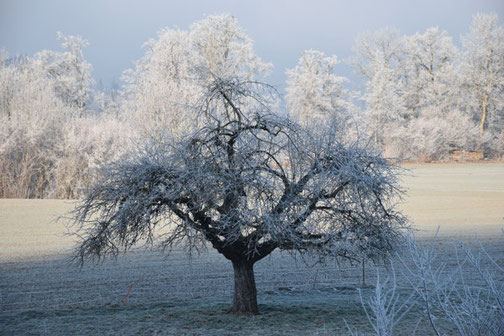 Verschneiter Obstbaum in der Hostet beim Stöckli Ebnit im Emmental