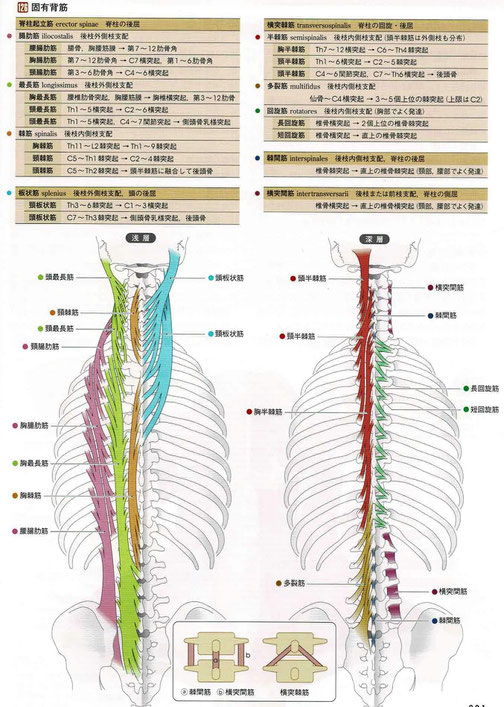 固有背筋