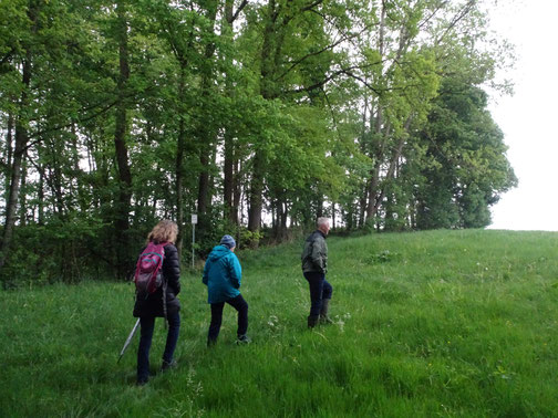 Wald und Wiese bei Kleinkitzighofen