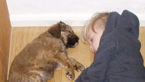 Hundeschule Bremen - Hundeschule MOMO