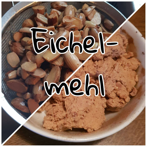 Leckeres von der Eiche - Wälder-für-Menschen