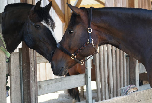 Erfahrungen neurostim pferd