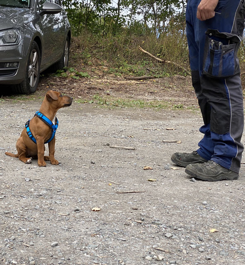 Terrier Welpe sitzt vor seinem Besitzer und lernt Aufmerksamkeit